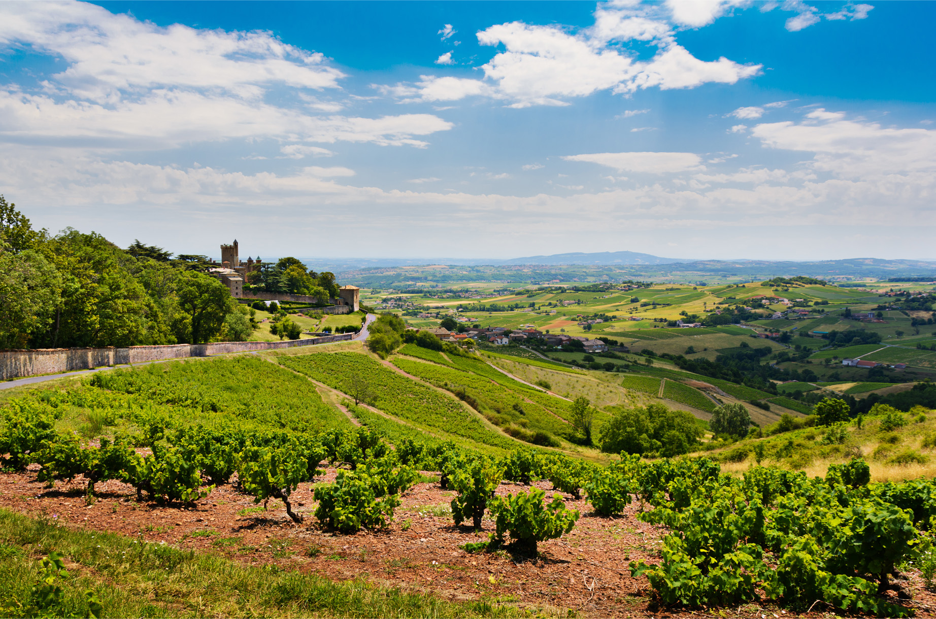 paysage de vigne Beaujolais